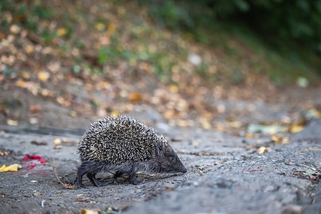还是场外的 还是场外的